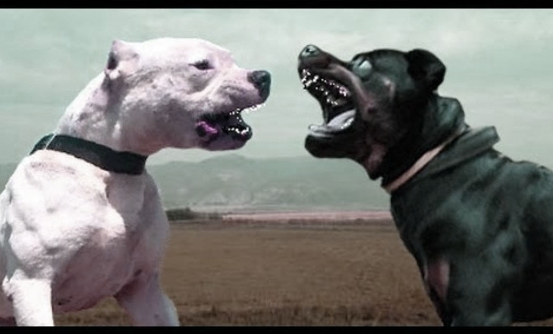 Dogs of War: Fight to the Death