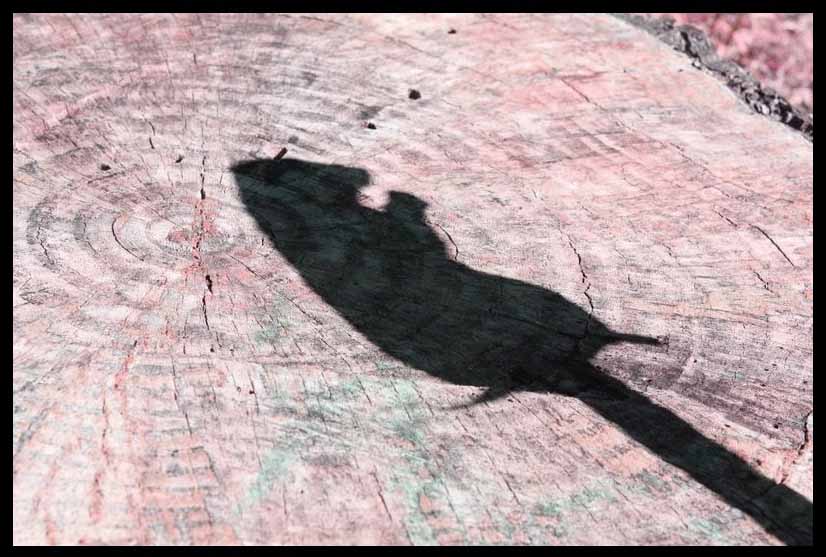 Groundhog Day: Shadows Seen as the Hits Keep on&nbsp;Coming